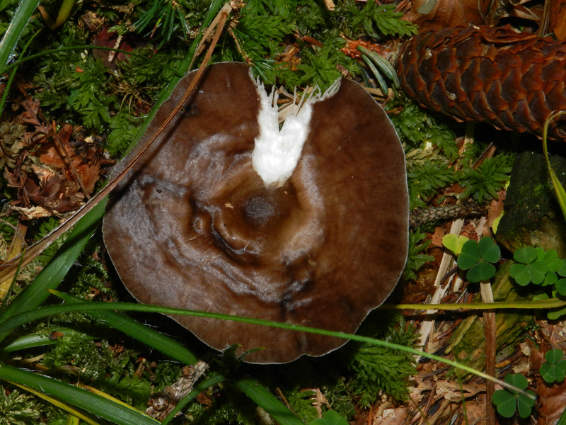 bosco di prevalenza conifere ritr. del 1-11-2011